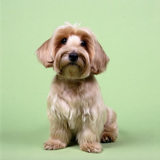 A freshly groomed terrier sitting against a plain pastel background