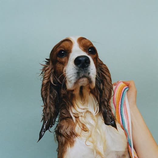 A damp spaniel being towelled after a bath