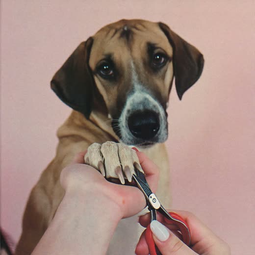 A dog's paw held for a nail trim