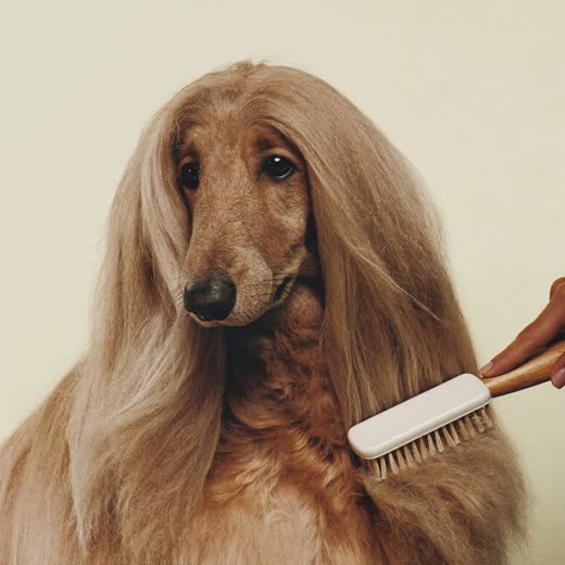 A thick-coated dog being brushed out